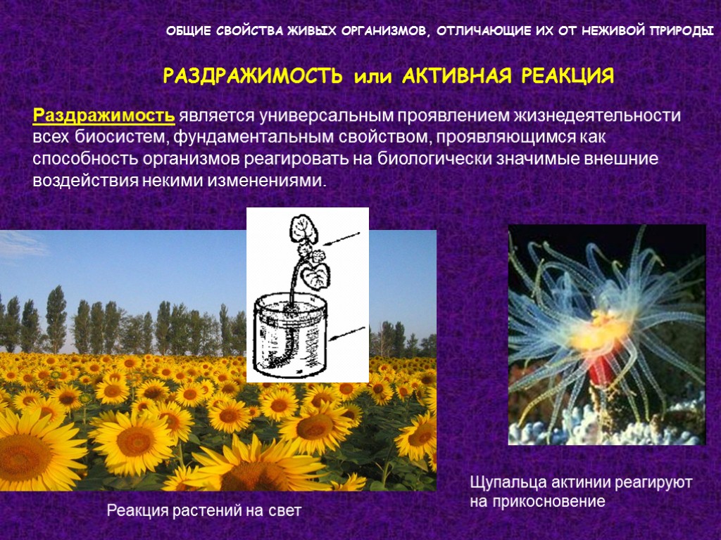 ОБЩИЕ СВОЙСТВА ЖИВЫХ ОРГАНИЗМОВ, ОТЛИЧАЮЩИЕ ИХ ОТ НЕЖИВОЙ ПРИРОДЫ РАЗДРАЖИМОСТЬ или АКТИВНАЯ РЕАКЦИЯ Раздражимость ОБЩИЕ СВОЙСТВА ЖИВЫХ ОРГАНИЗМОВ, ОТЛИЧАЮЩИЕ ИХ ОТ НЕЖИВОЙ ПРИРОДЫ РАЗДРАЖИМОСТЬ или АКТИВНАЯ РЕАКЦИЯ Раздражимость